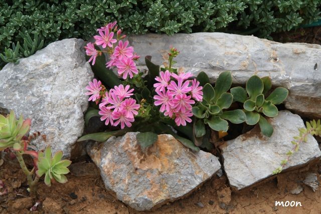 lewisia